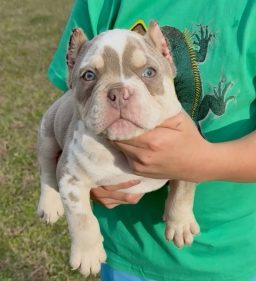 Marcus Williamson.'s puppy