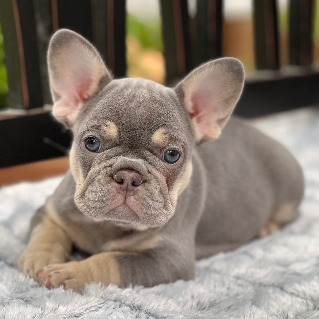 Luca