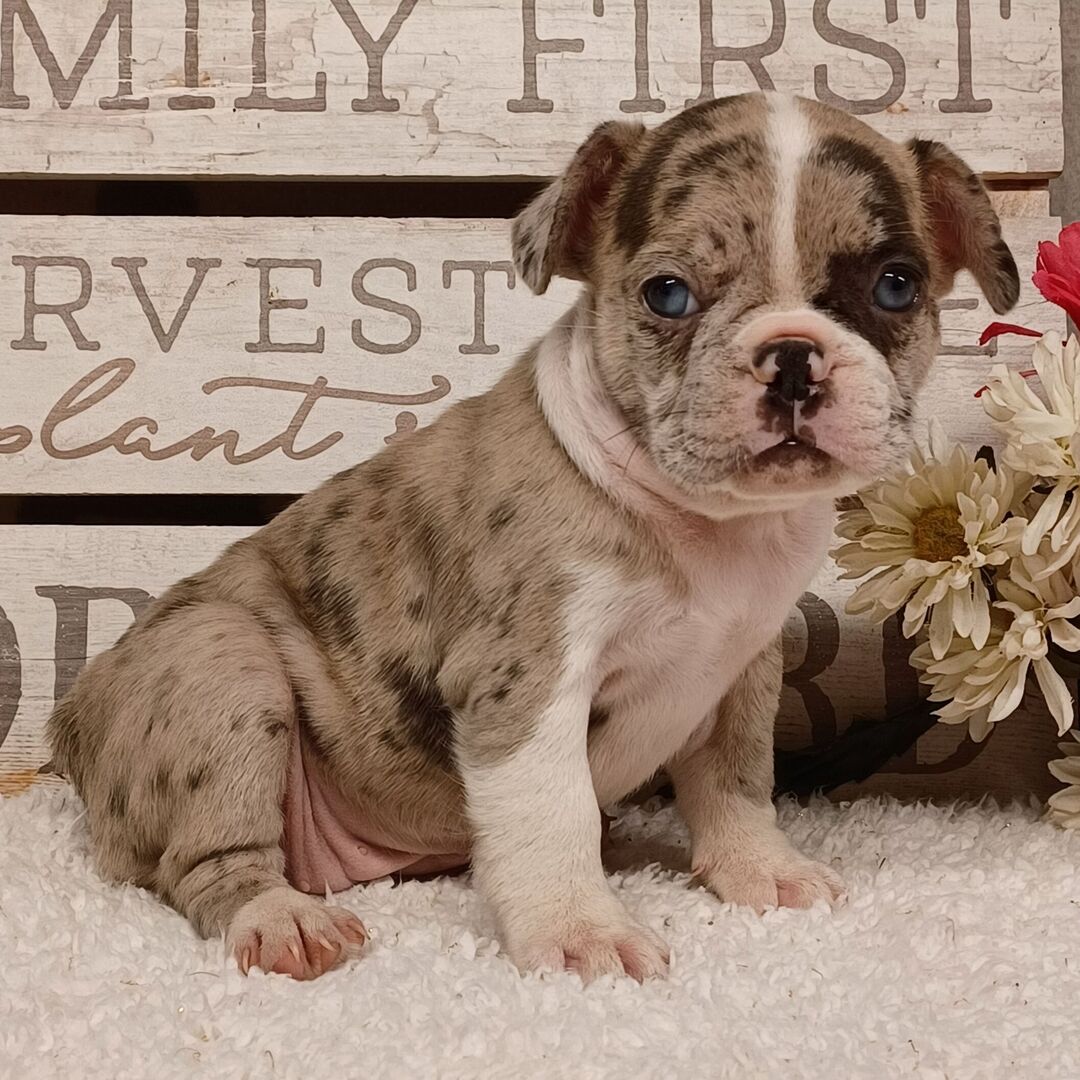 Lucy