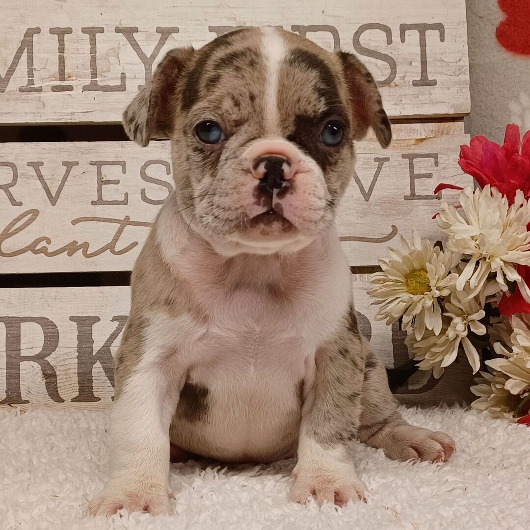 Lucy