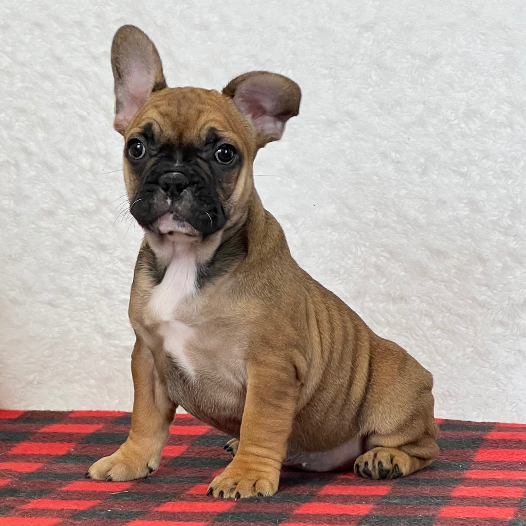 Delilah