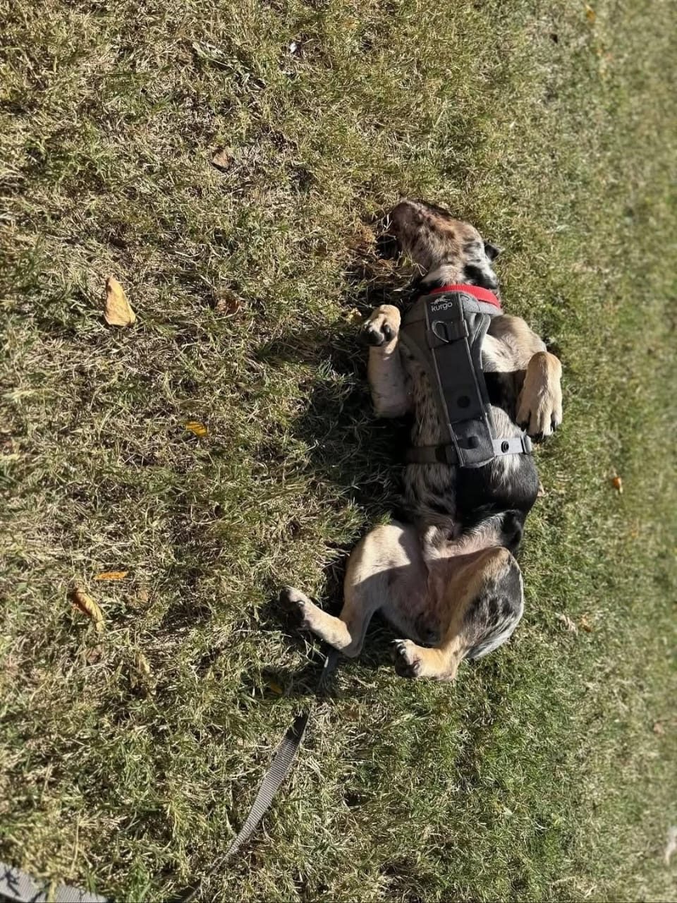Koda