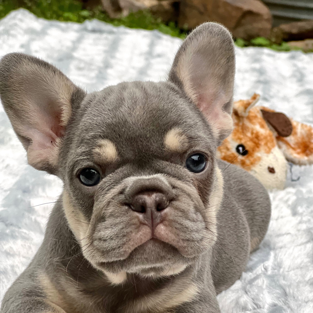 Luca