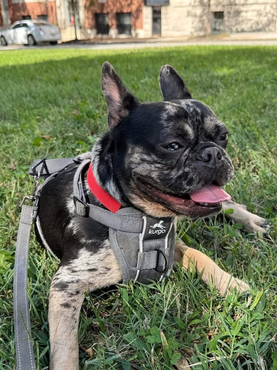 Koda