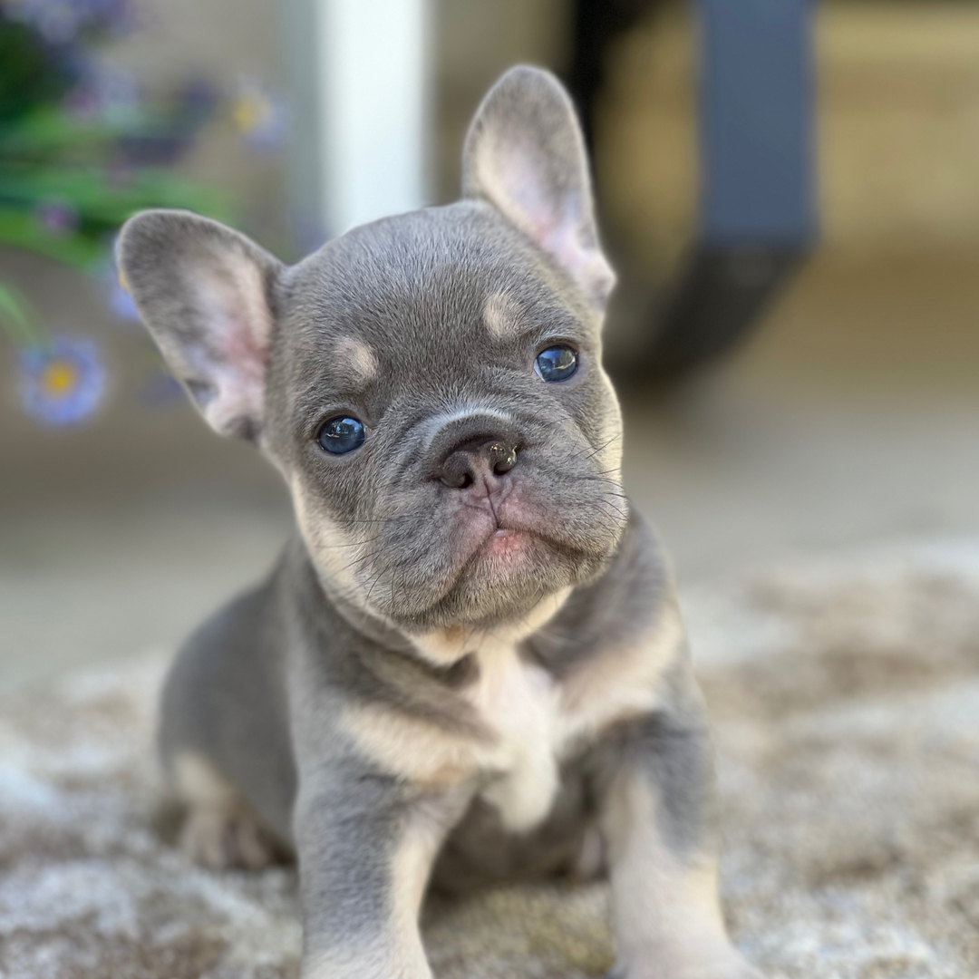 Grayson